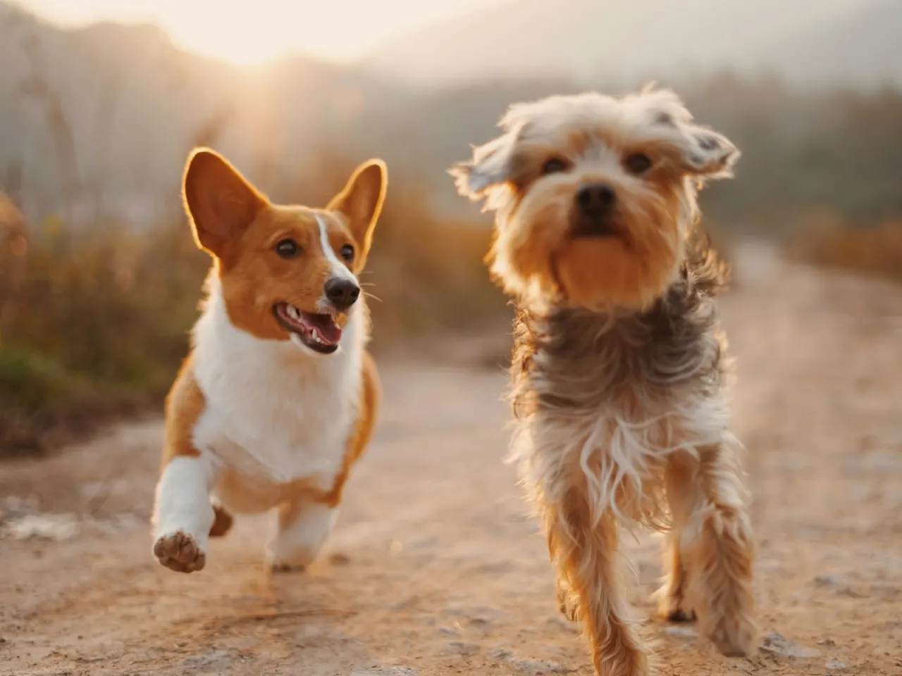 Dogs running outdoors